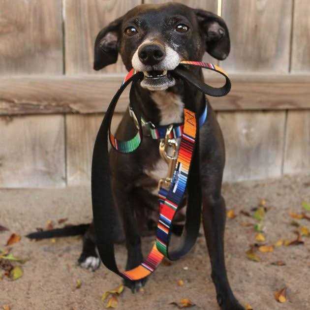 Dog Leash J613710