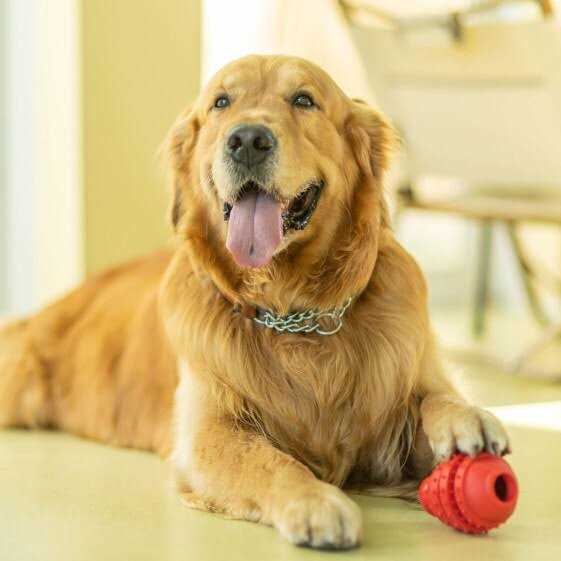 Dog Toy Z91100