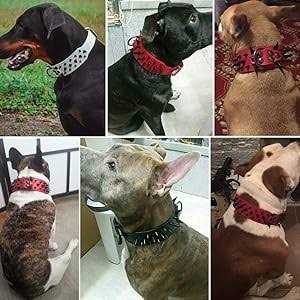 Leather Dog Collar 2 Inch X1490
