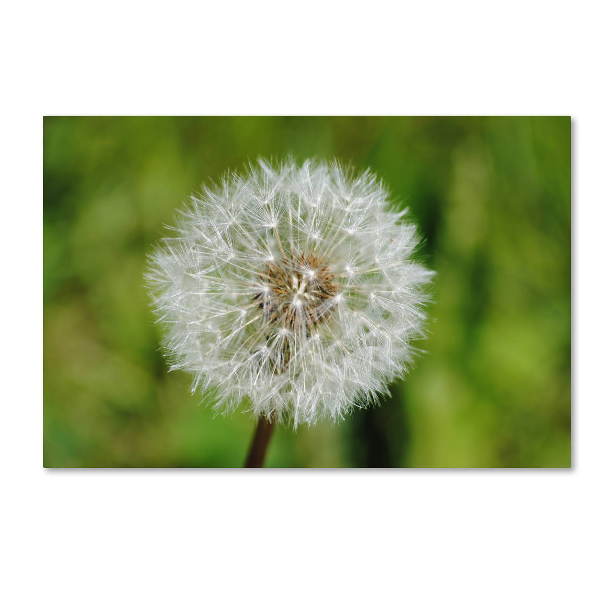 Canvas Art A438