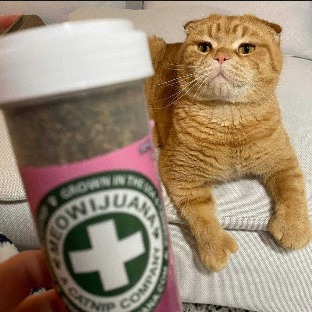 Lavender Catnip Blend H197