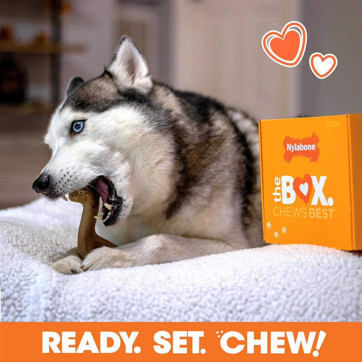 Chew Toy & Treat Gift Box X391