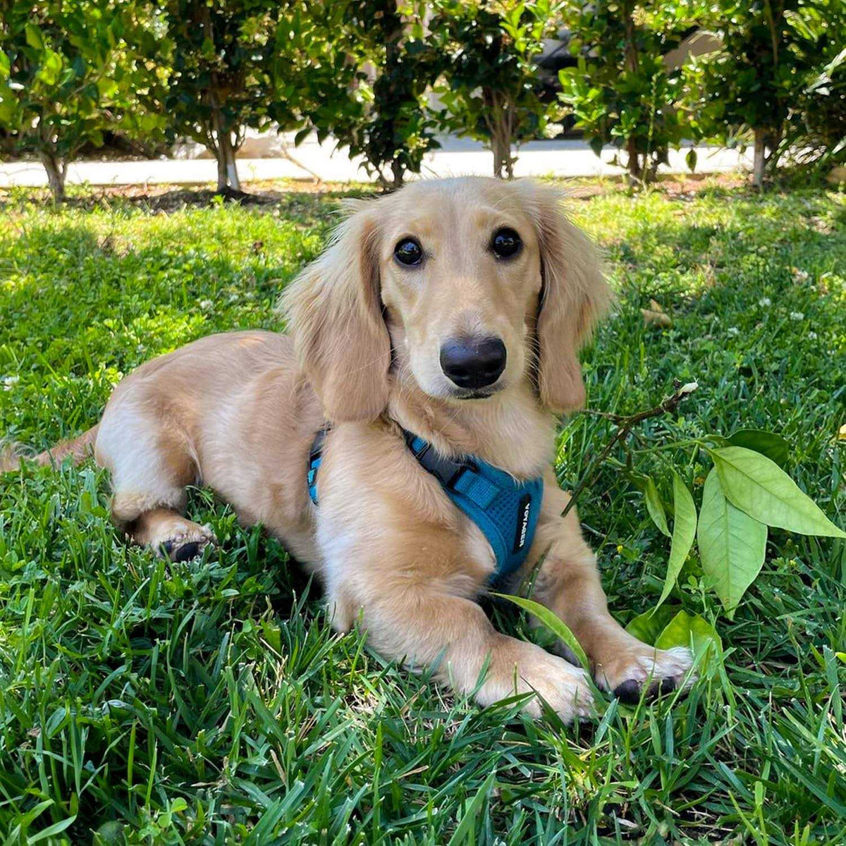 Adjustable Mesh Step-in Pet Harness A15143