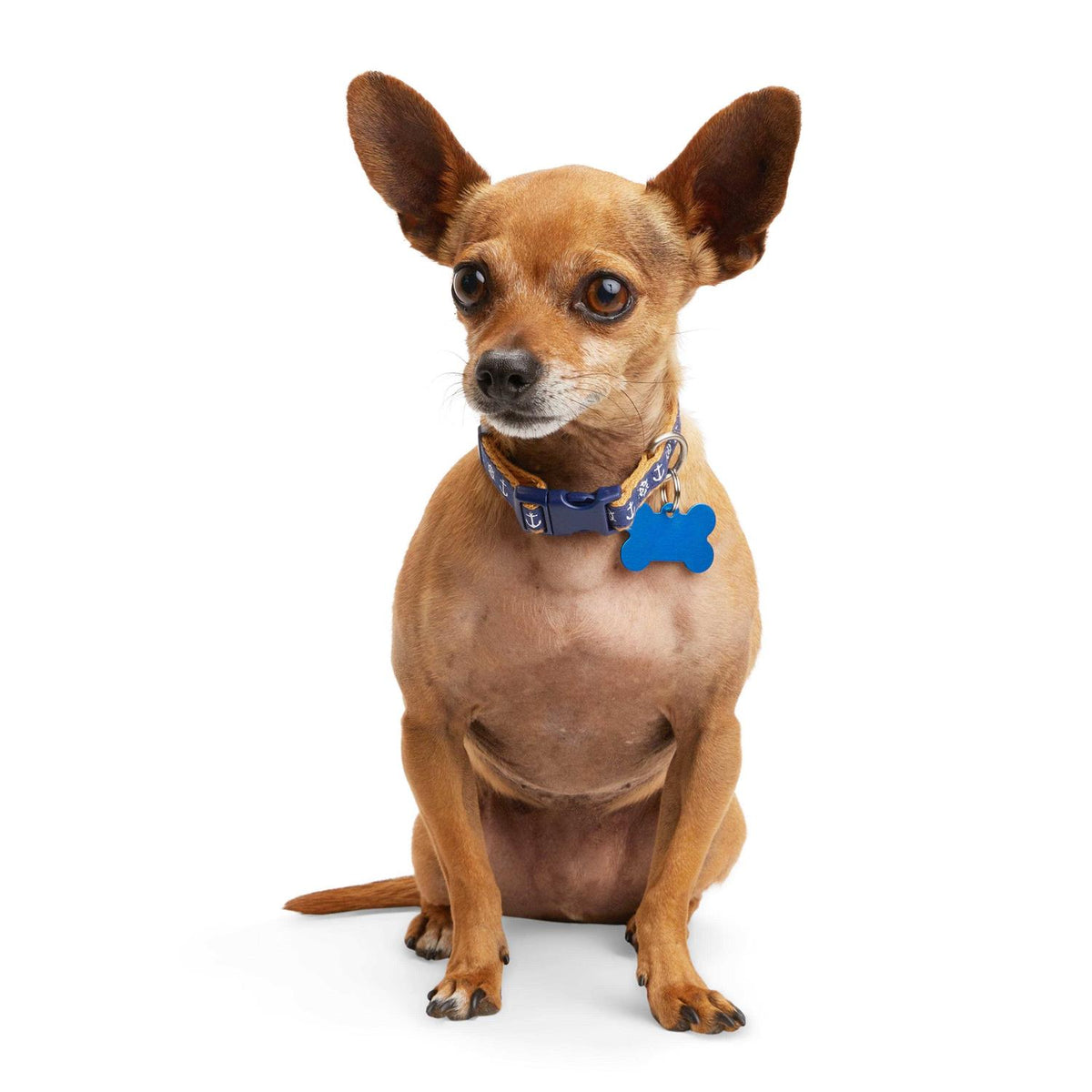 Dog Collar Z80057