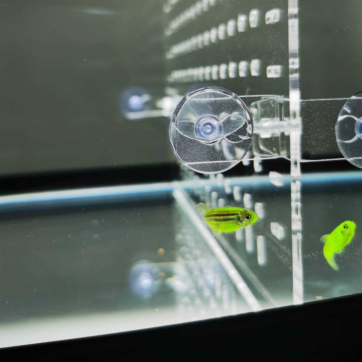 Clear Aquarium Divider with Suction Cups E261370