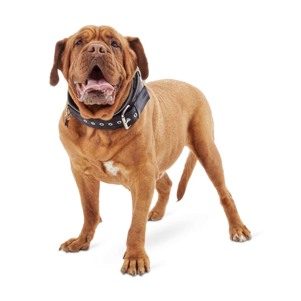 Red Dog Collar M13569