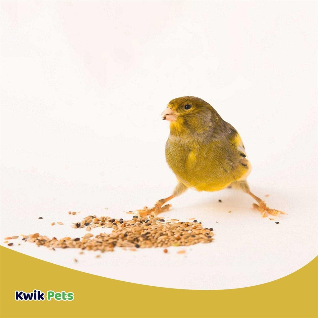 Canary Seed S2213