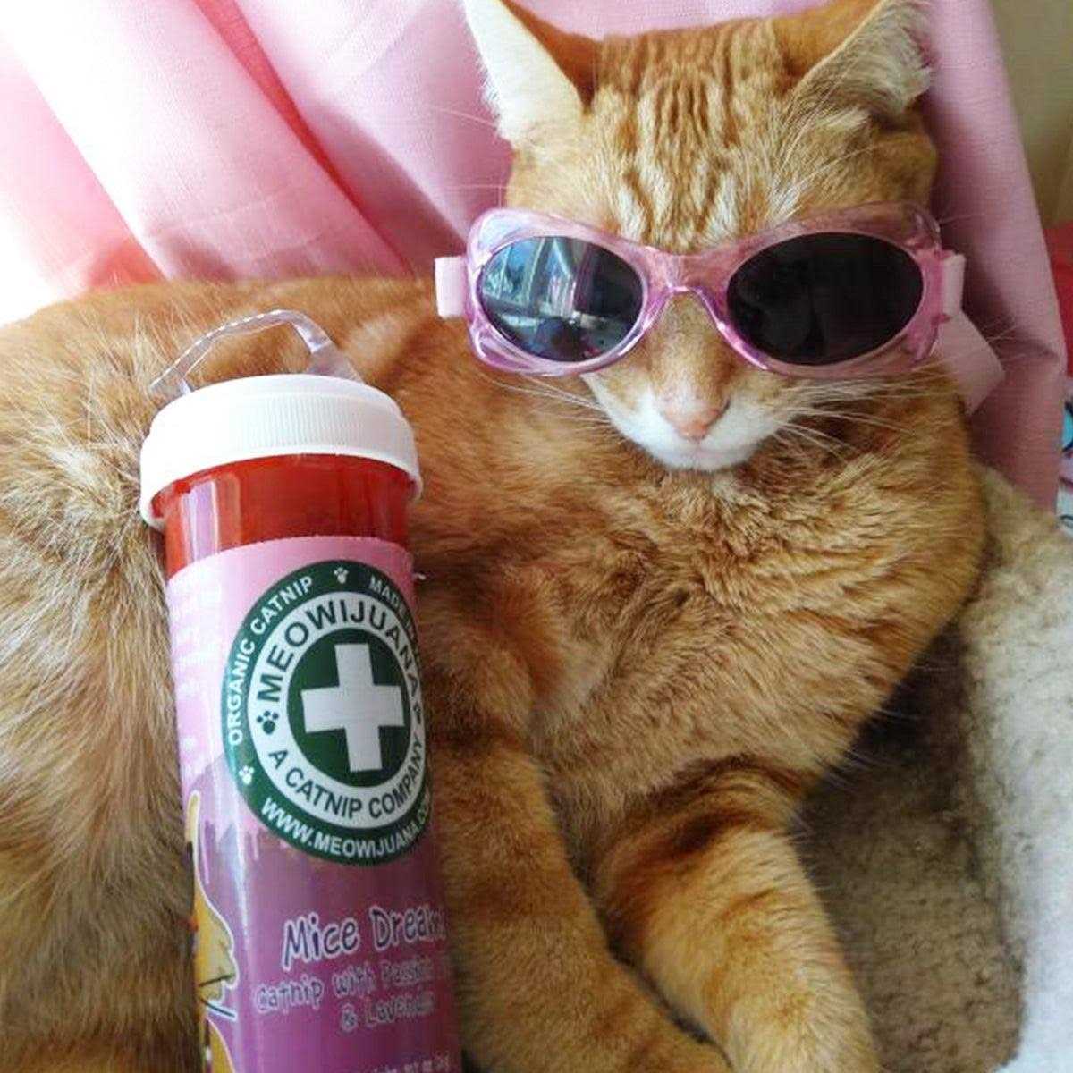 Lavender Catnip Blend H197