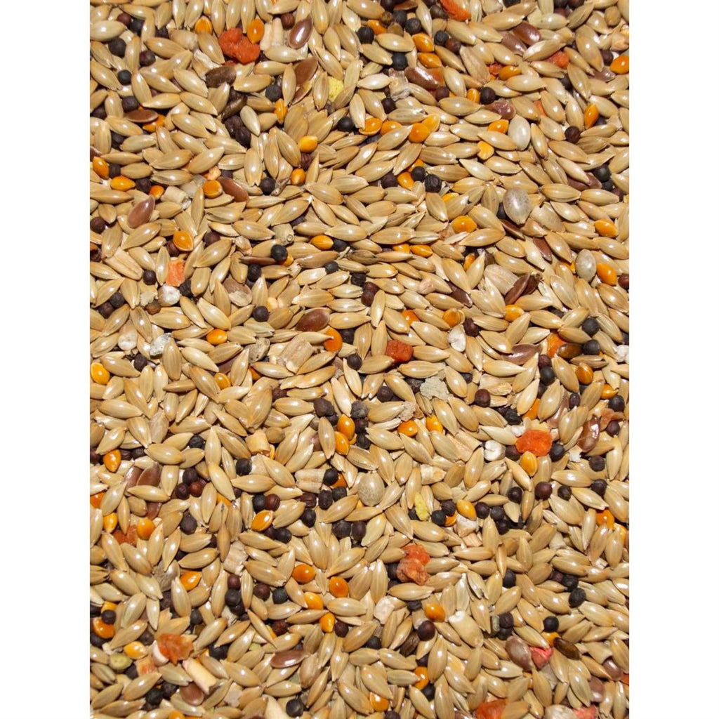 Canary Seed S2213