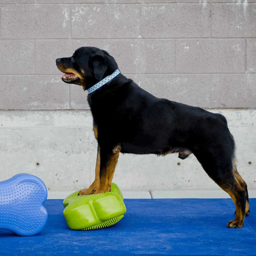 Agility Training F99734