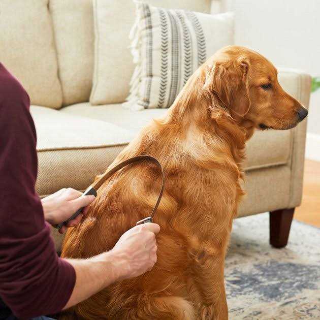 Dog Brush V14450