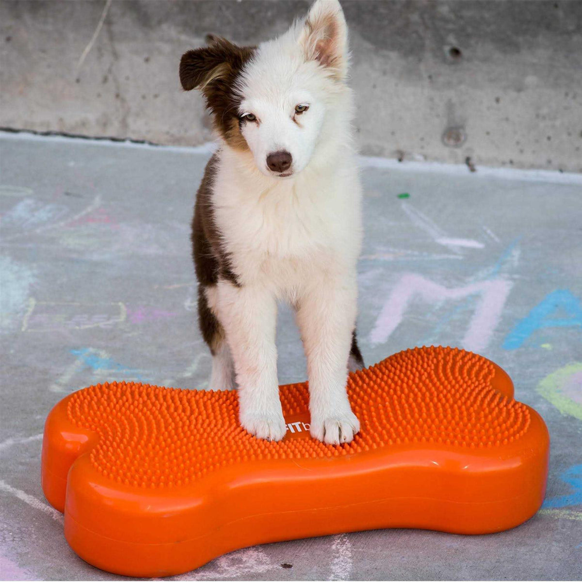 Agility Training F99734