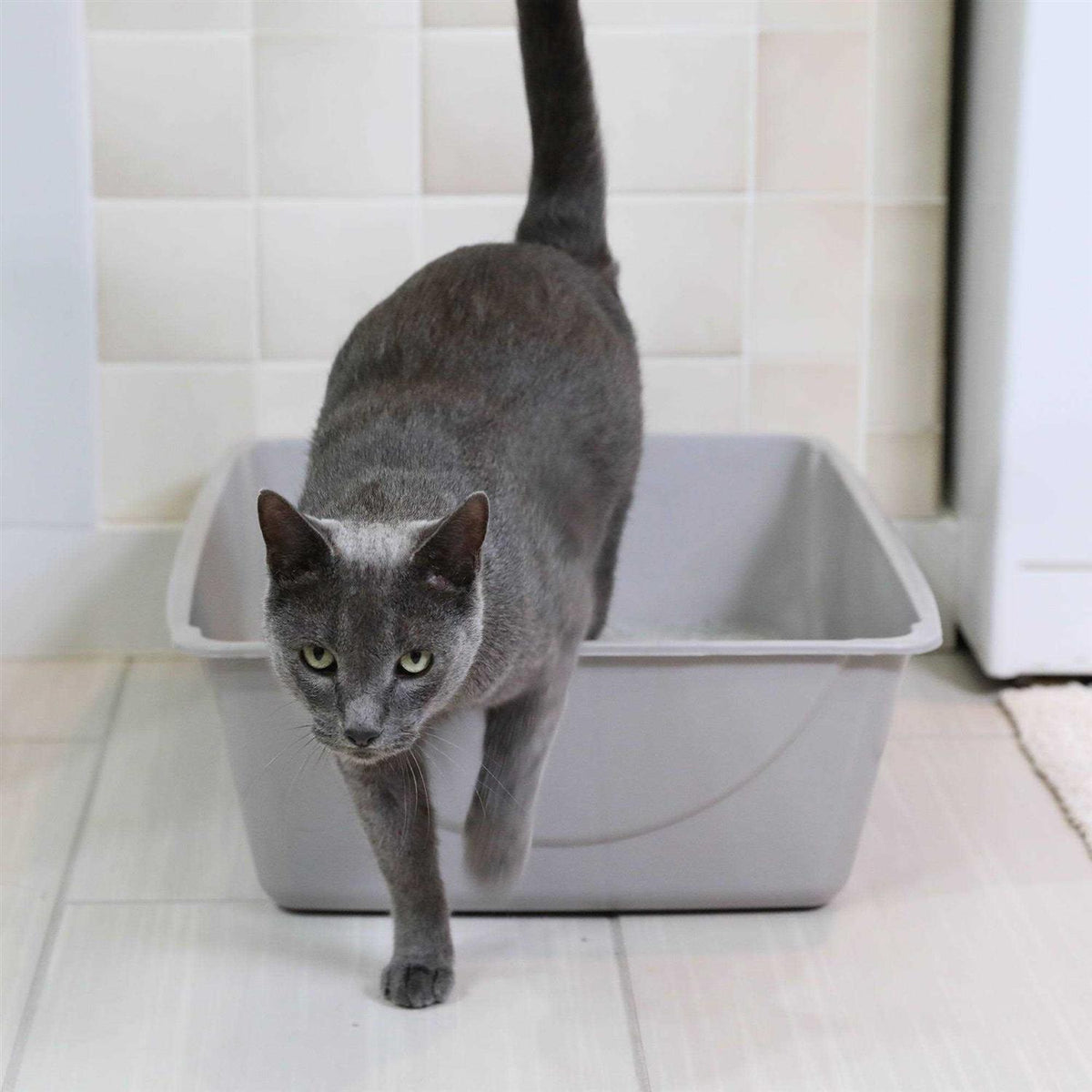 Litter Pan B48086