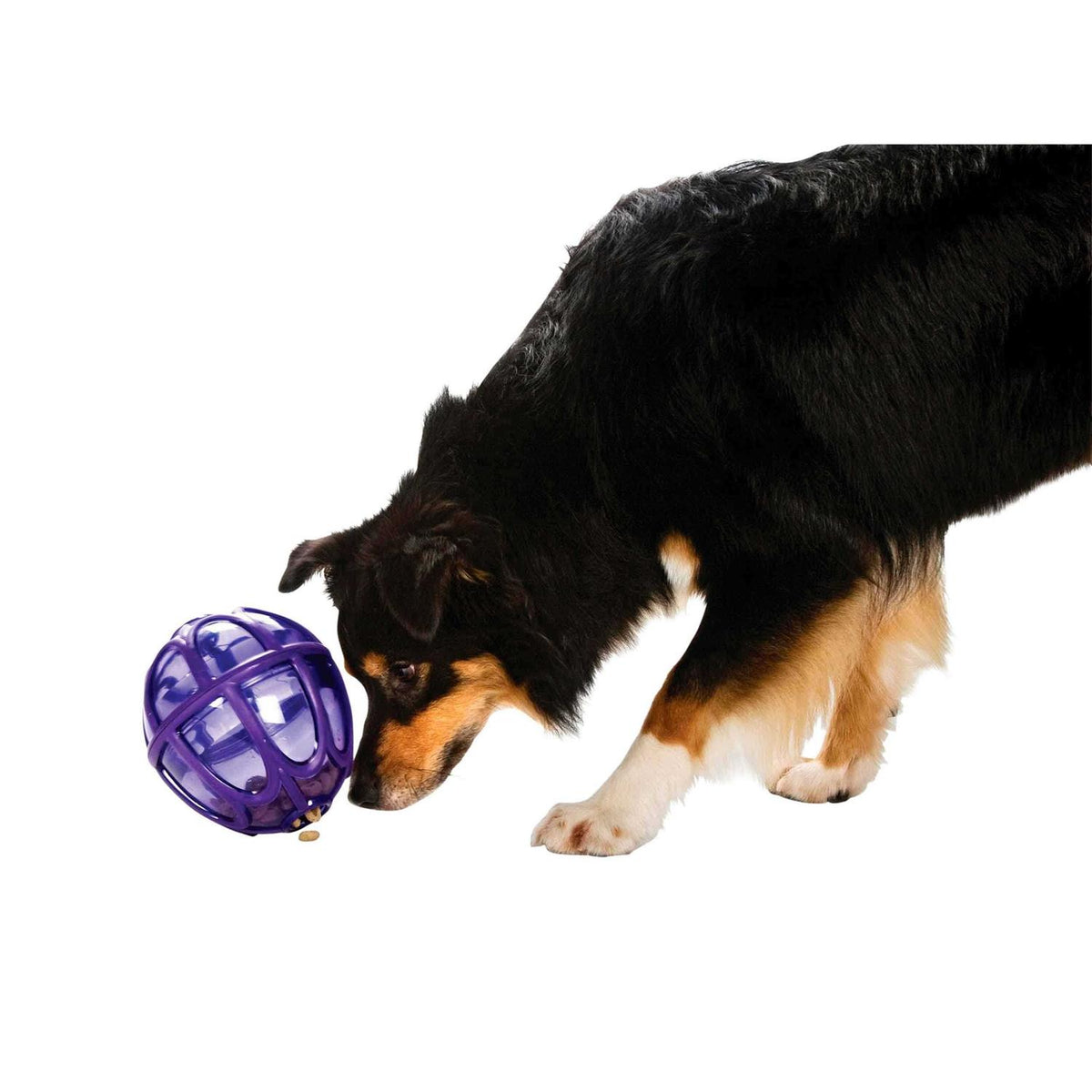 Kibble Nibble Dog Toy P2521