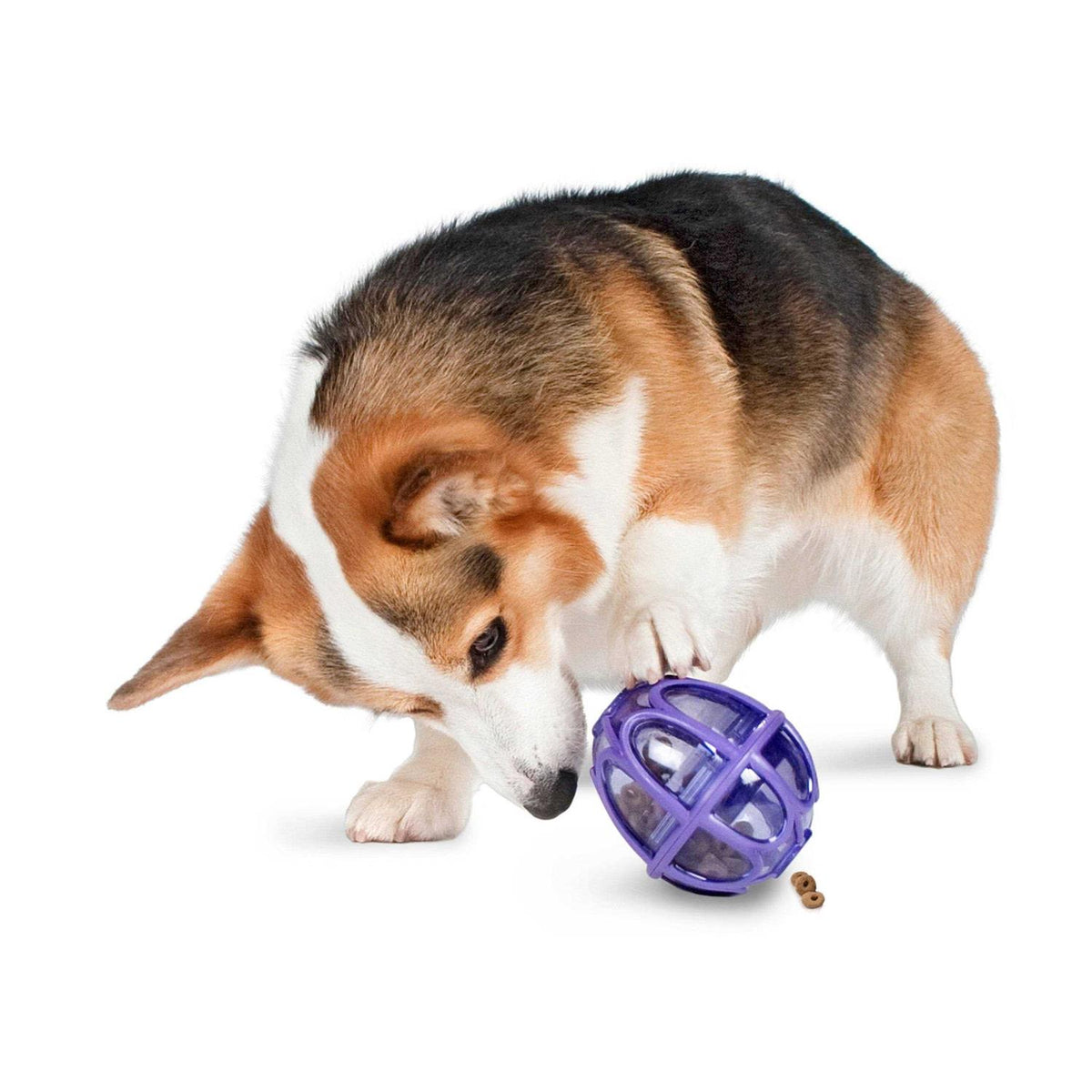 Kibble Nibble Dog Toy P2521