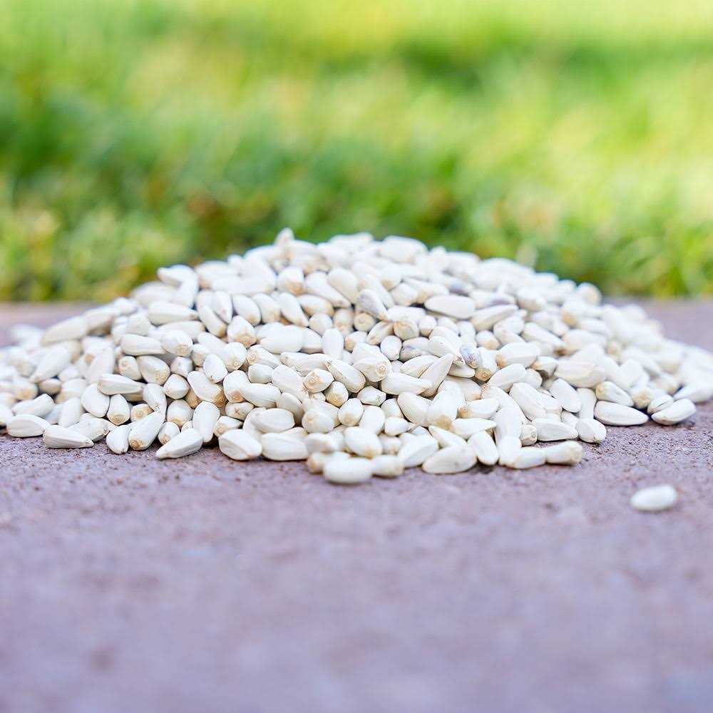 Safflower Seeds Wild Bird Food F39102