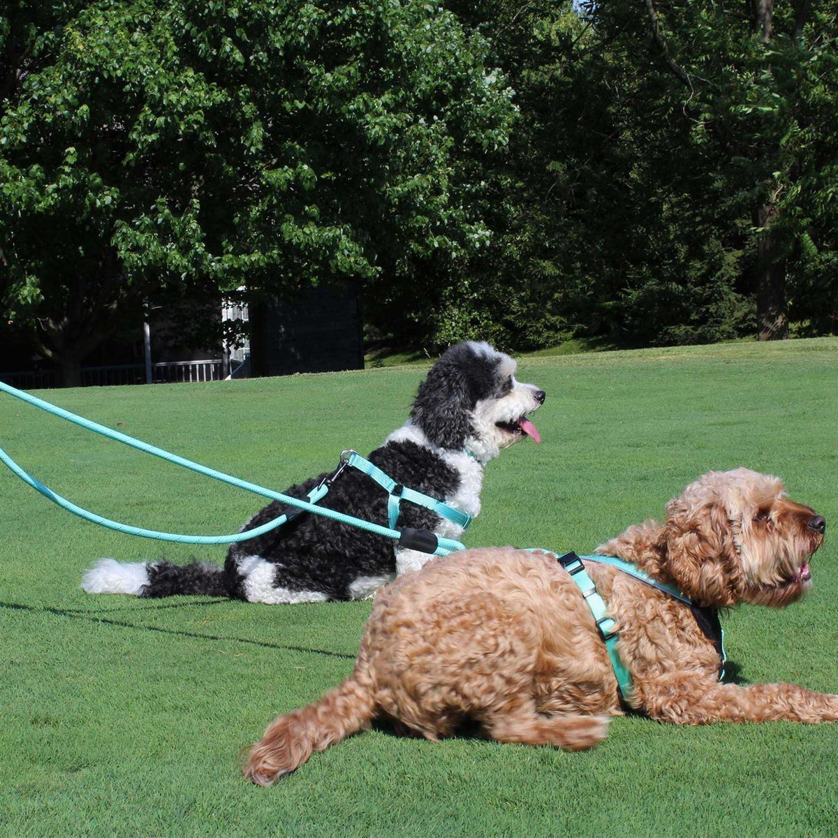 Reflective Rope Dog Leash C9143