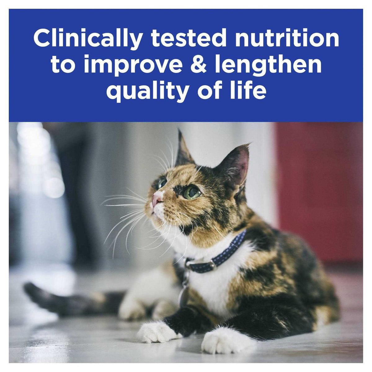 Kidney Care Cat Canned Food J6547