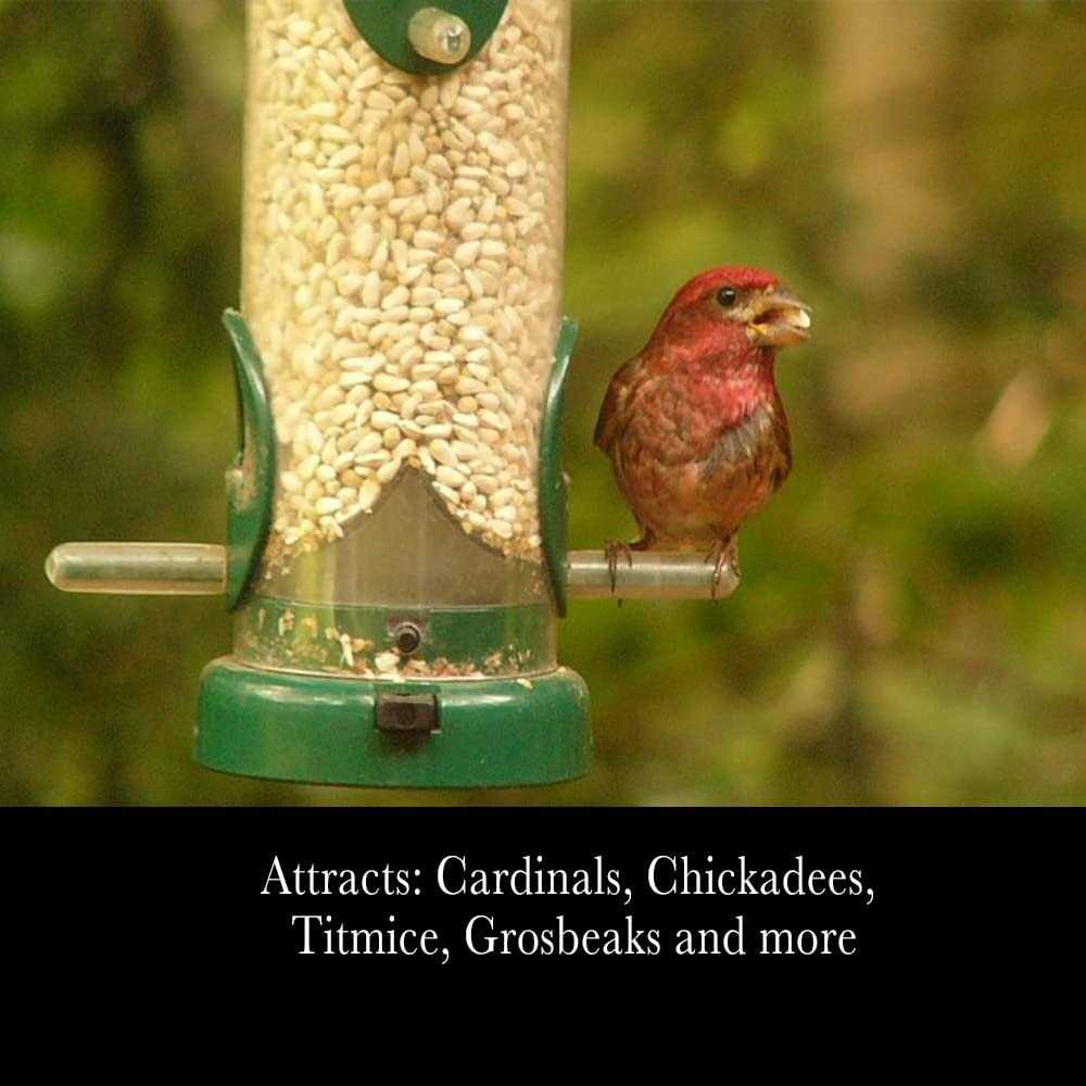 Safflower Seeds Wild Bird Food F39102