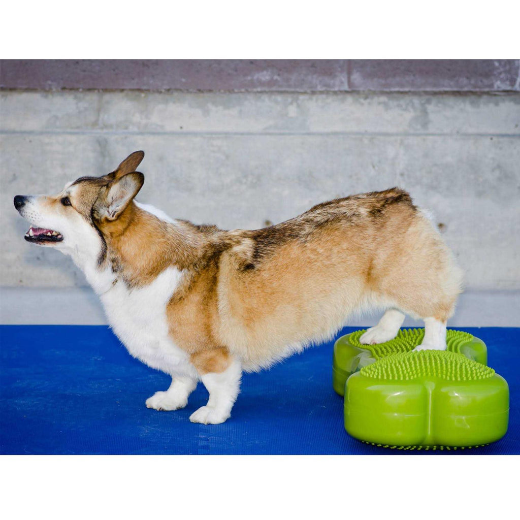 Agility Training F99734
