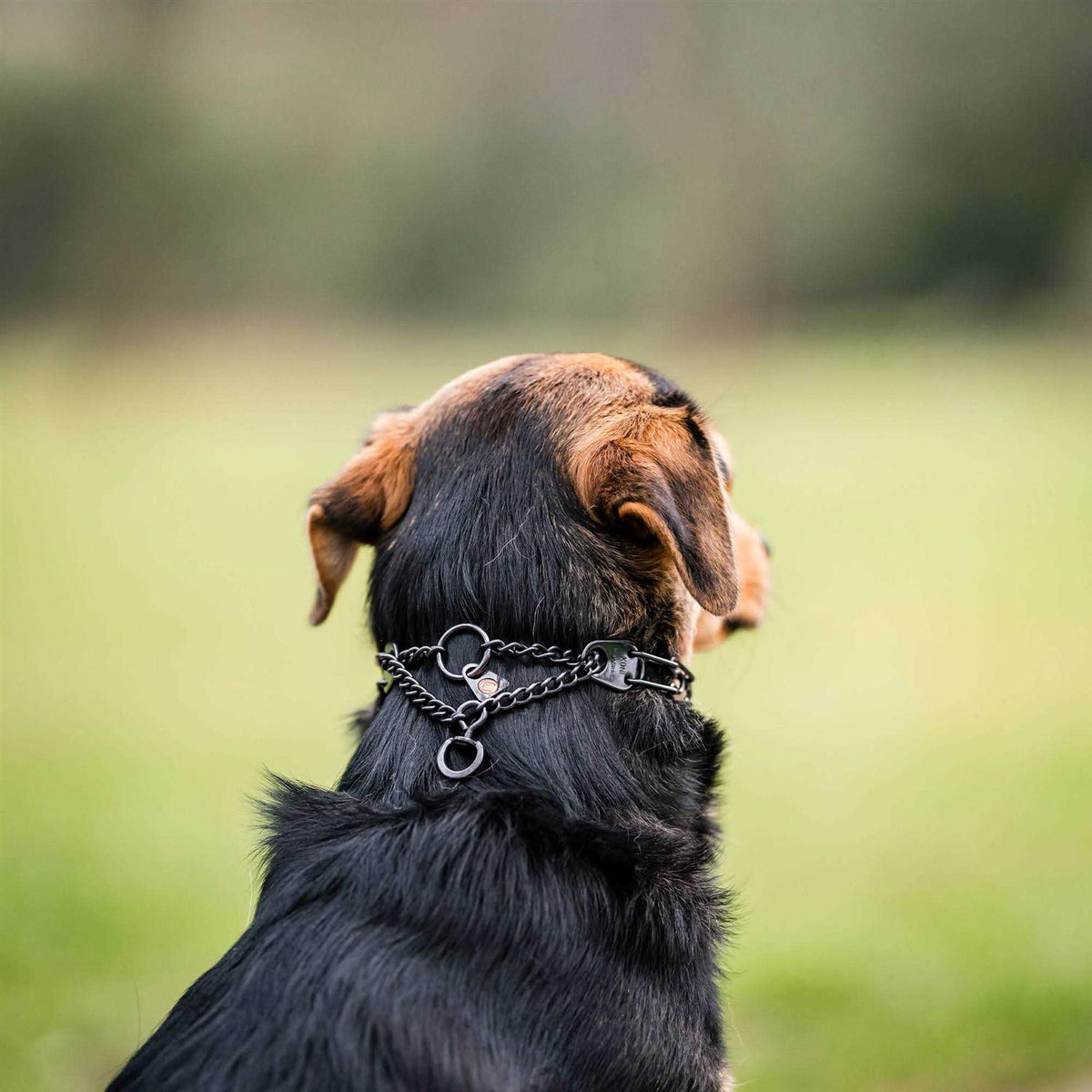 Black Prong Collar X4595