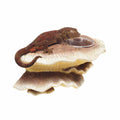 Mushroom Feeding Ledge J68385